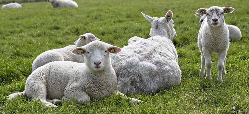 Allevamento di pecore