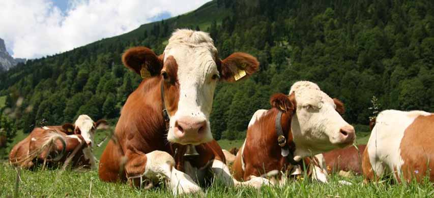 Allevamento ed alimentazione bovini